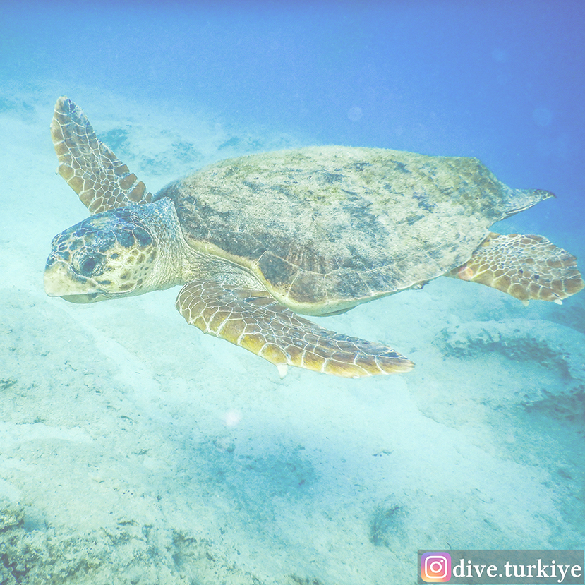 www.diveturkiye.com